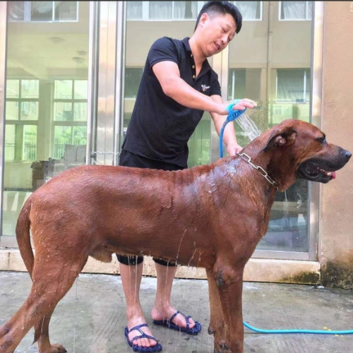 Alcachofa de ducha para mascota